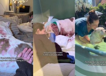 Neglected Dog Who Almost Didn’t Make It Gets a Miraculous Transformation