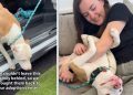 Mama Shelter Dog Watches All Her Babies Find Homes, Now She’s Hoping for One Too