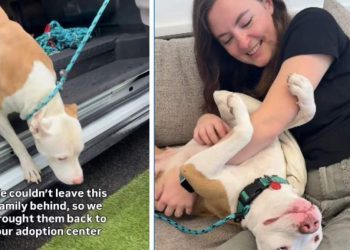 Mama Shelter Dog Watches All Her Babies Find Homes, Now She’s Hoping for One Too