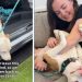 Mama Shelter Dog Watches All Her Babies Find Homes, Now She’s Hoping for One Too