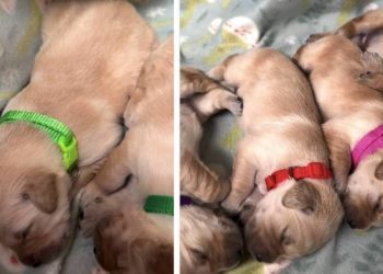 Mama Golden Retriever Snuggles Close to Her Babies as if She’s Afraid To Leave Them