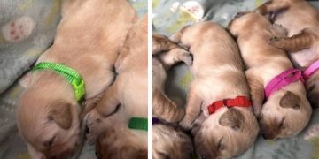 Mama Golden Retriever Snuggles Close to Her Babies as if She’s Afraid To Leave Them