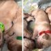 Mama Golden Retriever Snuggles Close to Her Babies as if She’s Afraid To Leave Them
