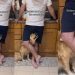 Golden Retriever Does the Unexpected To Feel Included in a Conversation