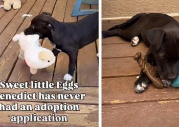 Shelter Puppy With No Adoption Applications Finally Gets the Ending She Deserves