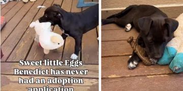 Shelter Puppy With No Adoption Applications Finally Gets the Ending She Deserves