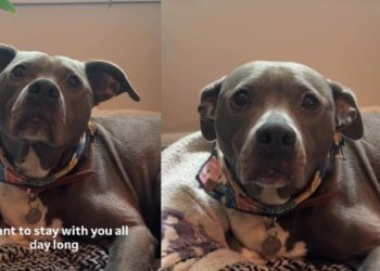 Rescue Dog Is All Ears for Her Owner’s Heartfelt Message