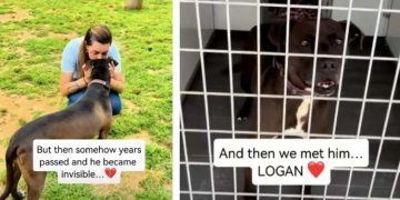 After 7 Years Behind Kennel Doors, This Shelter Dog Finally Gets Happy Ending