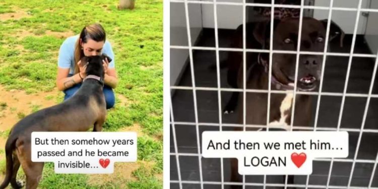 After 7 Years Behind Kennel Doors, This Shelter Dog Finally Gets Happy Ending