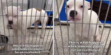 Shelter Dog Was Used to Being ‘Overlooked’ Until Someone Chose Him