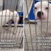 Shelter Dog Was Used to Being ‘Overlooked’ Until Someone Chose Him