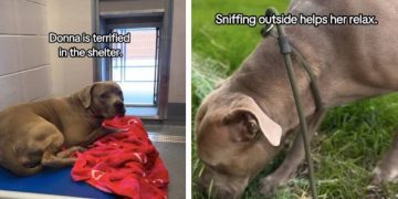 ‘Terrified’ Shelter Dog Who Trembles in Kennel Needs a Loving Home