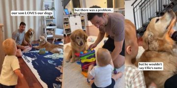 Golden Retriever’s Reaction to Baby Calling Her Name Right Is Priceless