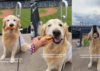 Golden Retriever Is Shocked After the Unexpected Happens at Baseball Game
