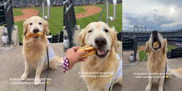 Golden Retriever Is Shocked After the Unexpected Happens at Baseball Game