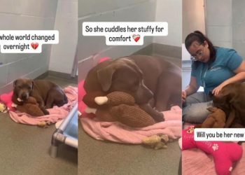 Shelter Dog’s Whole World Changes Overnight After Being Surrendered