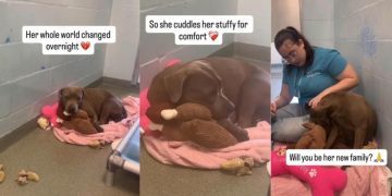 Shelter Dog’s Whole World Changes Overnight After Being Surrendered