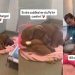 Shelter Dog’s Whole World Changes Overnight After Being Surrendered