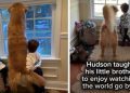 Toddler Carries on Late Golden Retriever’s Legacy With New Furry Sibling