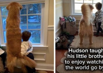 Toddler Carries on Late Golden Retriever’s Legacy With New Furry Sibling