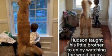 Toddler Carries on Late Golden Retriever’s Legacy With New Furry Sibling