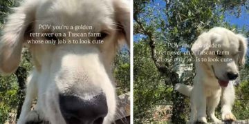 Golden Retriever Has Officially ‘Mastered’ the Art of Tuscan Living