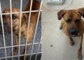 Shelter Dog’s Smart, Playful, & Eager To Please, but He’s Still Waiting To Be Chosen
