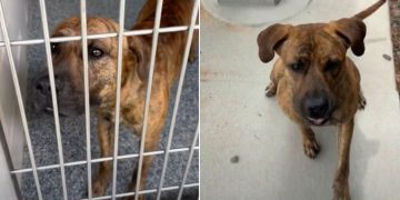 Shelter Dog’s Smart, Playful, & Eager To Please, but He’s Still Waiting To Be Chosen