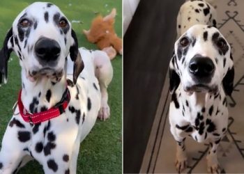 Foster Dog’s Loving Eyes Express How Grateful He Is To Be Saved