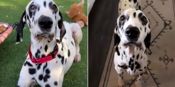 Foster Dog’s Loving Eyes Express How Grateful He Is To Be Saved