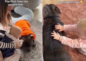 Baby Experiences a First With Dog Sibling & It Turns Into a Sweet Ritual