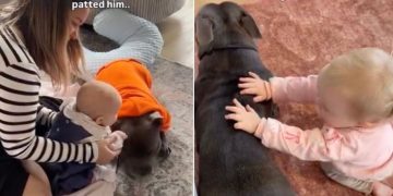 Baby Experiences a First With Dog Sibling & It Turns Into a Sweet Ritual