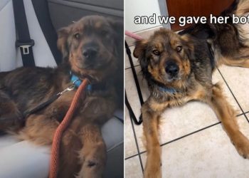 Starving Rescue Dog Gains More Than Just Her Weight Back in Foster Care