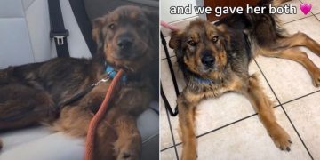 Starving Rescue Dog Gains More Than Just Her Weight Back in Foster Care