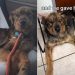 Starving Rescue Dog Gains More Than Just Her Weight Back in Foster Care