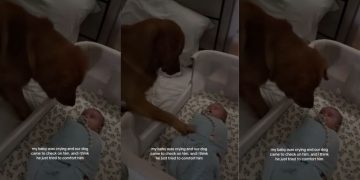 Golden Retriever Uses the Best Trick He Knows To Calm Crying Baby