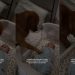 Golden Retriever Uses the Best Trick He Knows To Calm Crying Baby