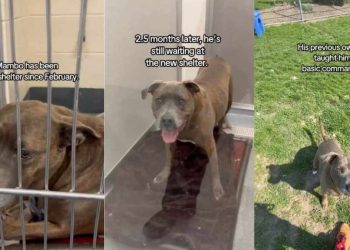 Senior Shelter Dog Had a Home for as Long as He Could Remember, but This Is His Life Now