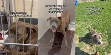 Senior Shelter Dog Had a Home for as Long as He Could Remember, but This Is His Life Now