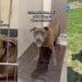 Senior Shelter Dog Had a Home for as Long as He Could Remember, but This Is His Life Now