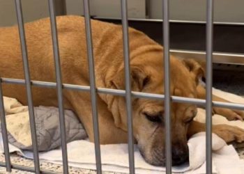 Senior Shelter Dog Who Spent Nearly Her Entire Life With One Family Now Waits for New Beginning