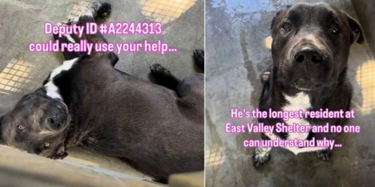 Shelter Dog Is Only a Baby & Has Only Known Life Inside Kennel Walls