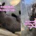 Shelter Dog Is Only a Baby & Has Only Known Life Inside Kennel Walls