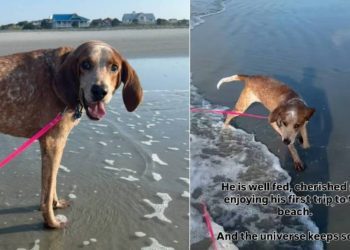 Human Promises Rescue Dog, Once Left Tied to a Tree for Months, the Life He Deserves