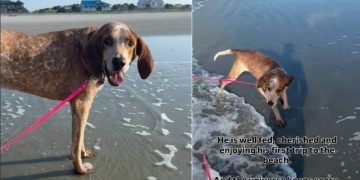 Human Promises Rescue Dog, Once Left Tied to a Tree for Months, the Life He Deserves