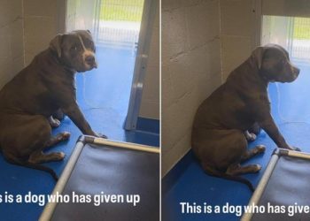 Shelter Dog Has Already Given Up on Finding a Home & Lives in Fear