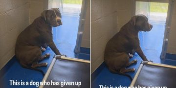 Shelter Dog Has Already Given Up on Finding a Home & Lives in Fear