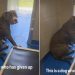 Shelter Dog Has Already Given Up on Finding a Home & Lives in Fear