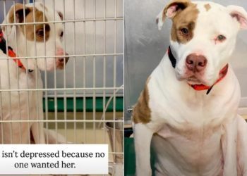 Shelter Dog Loses the Only Person She Ever Knew & Now Awaits a Second Chance