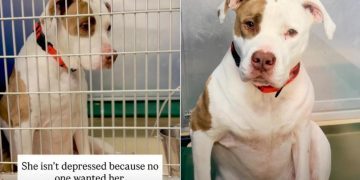 Shelter Dog Loses the Only Person She Ever Knew & Now Awaits a Second Chance